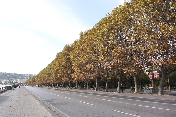 Via Caracciolo lato alberato